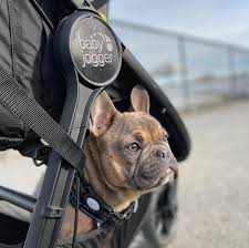 Image result for Baby Jogger City Mini Halle Berry