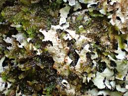 Attēlu rezultāti vaicājumam “Phaeographis dendritica”