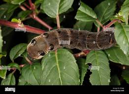 Attēlu rezultāti vaicājumam “Deilephila elpenor”