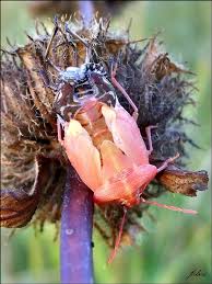 Attēlu rezultāti vaicājumam “Carpocoris sp.”
