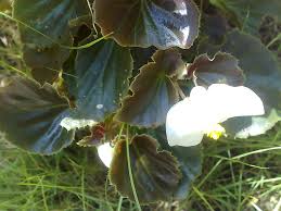 Image result for Begonia cucullata var. Hookeri