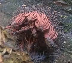 Attēlu rezultāti vaicājumam “Amaurochaete fusiformis”