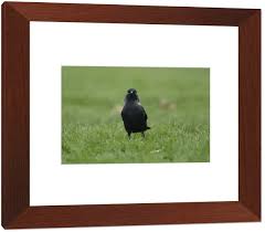 Attēlu rezultāti vaicājumam “Corvus monedula adult”