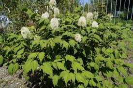 Image result for Christophskraut