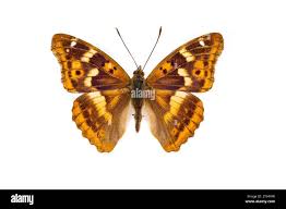 Attēlu rezultāti vaicājumam “Apatura ilia male”