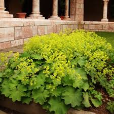 Image result for Alchemilla mollis