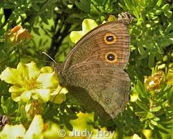 Attēlu rezultāti vaicājumam “Thecabius affinis nymph”