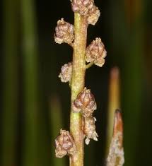 Attēlu rezultāti vaicājumam “Triglochin maritimum flower”