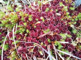 Attēlu rezultāti vaicājumam “Sphagnum warnstorfii”