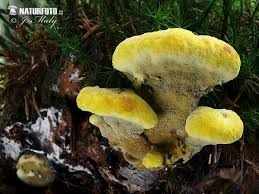 Attēlu rezultāti vaicājumam “Phaeolus schweinitzii”