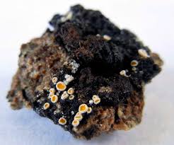 Attēlu rezultāti vaicājumam “Lachnellula willkommii”