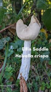 Attēlu rezultāti vaicājumam “Helvella crispa”