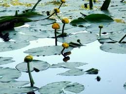 Attēlu rezultāti vaicājumam “Nuphar lutea”