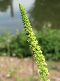 Image result for Reseda luteola