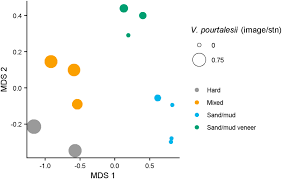 Image result for Vazella pourtalesii