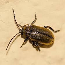 Attēlu rezultāti vaicājumam “Lochmaea caprea”