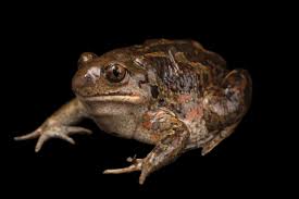 Attēlu rezultāti vaicājumam “Pelobates fuscus”