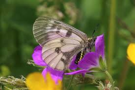 Attēlu rezultāti vaicājumam “Parnassius mnemosyne underside”