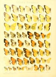 Attēlu rezultāti vaicājumam “Colias palaeno upperside”