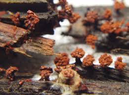 Attēlu rezultāti vaicājumam “Metatrichia vesparia”