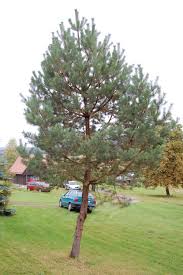 Attēlu rezultāti vaicājumam “Pinus”
