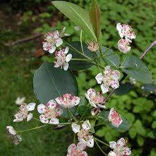 Attēlu rezultāti vaicājumam “Aronia melanocarpa flower”