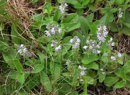 Attēlu rezultāti vaicājumam “Veronica officinalis”