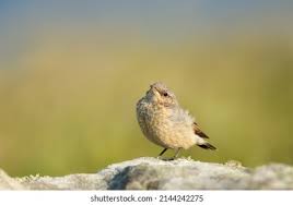 Attēlu rezultāti vaicājumam “Oenanthe oenanthe juvenile”