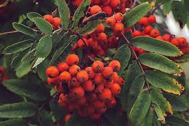 Attēlu rezultāti vaicājumam “Sorbus aucuparia fruit”