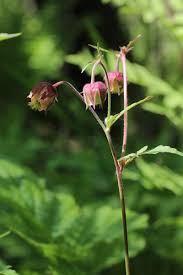 Image result for Geum rivale