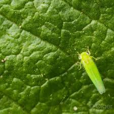 Attēlu rezultāti vaicājumam “Empoasca sp.”