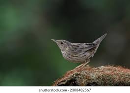 Image result for Locustella lanceolata