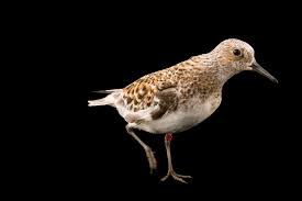 Attēlu rezultāti vaicājumam “Calidris alba”