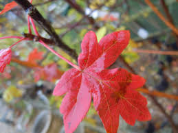 Attēlu rezultāti vaicājumam “Acer campestre leaf”