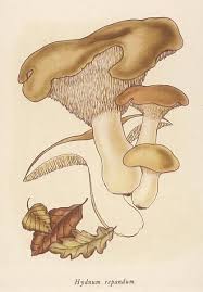 Attēlu rezultāti vaicājumam “Hydnum repandum”