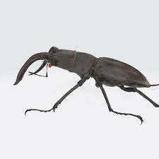 Attēlu rezultāti vaicājumam “Blaps mortisaga”