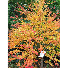 Attēlu rezultāti vaicājumam “Cercidiphyllum japonicum”