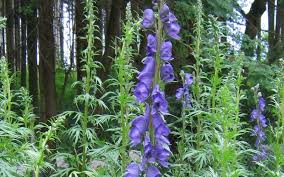 Image result for Eisenhut