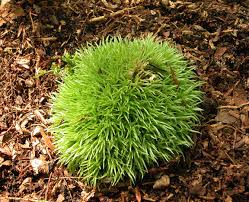 Attēlu rezultāti vaicājumam “Leucobryum glaucum”