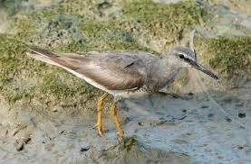 Image result for Tringa brevipes