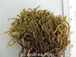 Attēlu rezultāti vaicājumam “Paludella squarrosa”