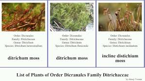 Attēlu rezultāti vaicājumam “Ditrichum flexicaule”