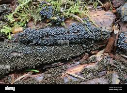 Attēlu rezultāti vaicājumam “Cribraria argillacea”