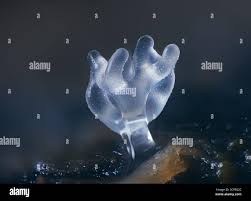 Attēlu rezultāti vaicājumam “Ceratiomyxa fruticulosa plasmodium”