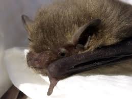 Attēlu rezultāti vaicājumam “Pipistrellus pygmaeus”