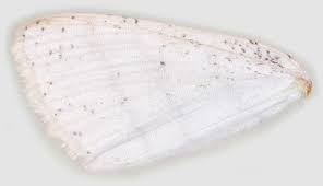 Attēlu rezultāti vaicājumam “Cabera pusaria male”