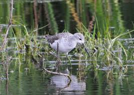 Attēlu rezultāti vaicājumam “Tringa stagnatilis adult”