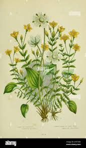 Attēlu rezultāti vaicājumam “Parnassia palustris leaf”