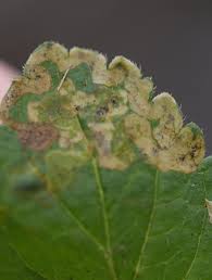 Attēlu rezultāti vaicājumam “Phytomyza ranunculi”