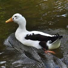 Attēlu rezultāti vaicājumam “Anas platyrhynchos”